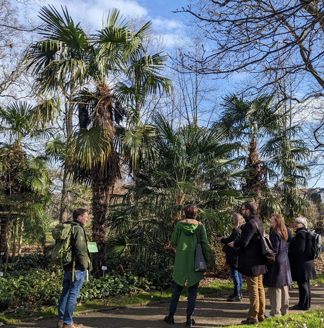 People discussing a palm tree in the Botanic Gardens, Bonn.
