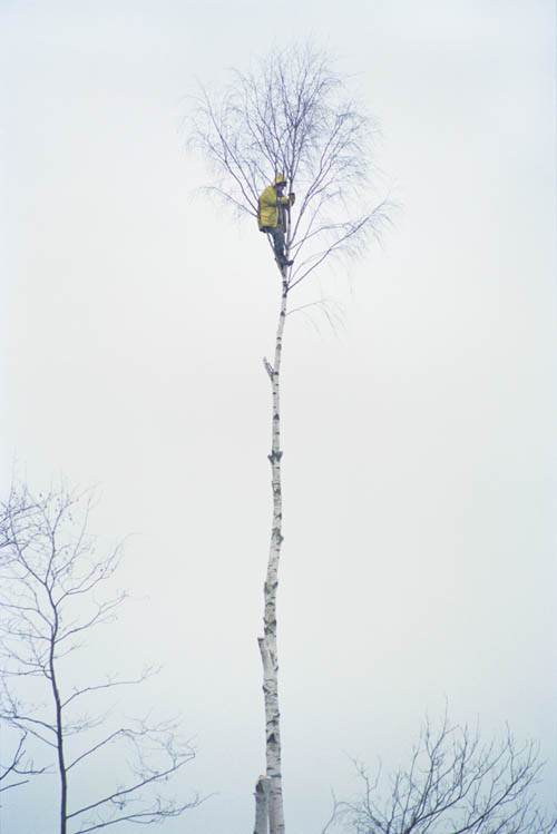 Picture from the book "Until the Last Oak Falls" showing a man high in a slender birch tree.